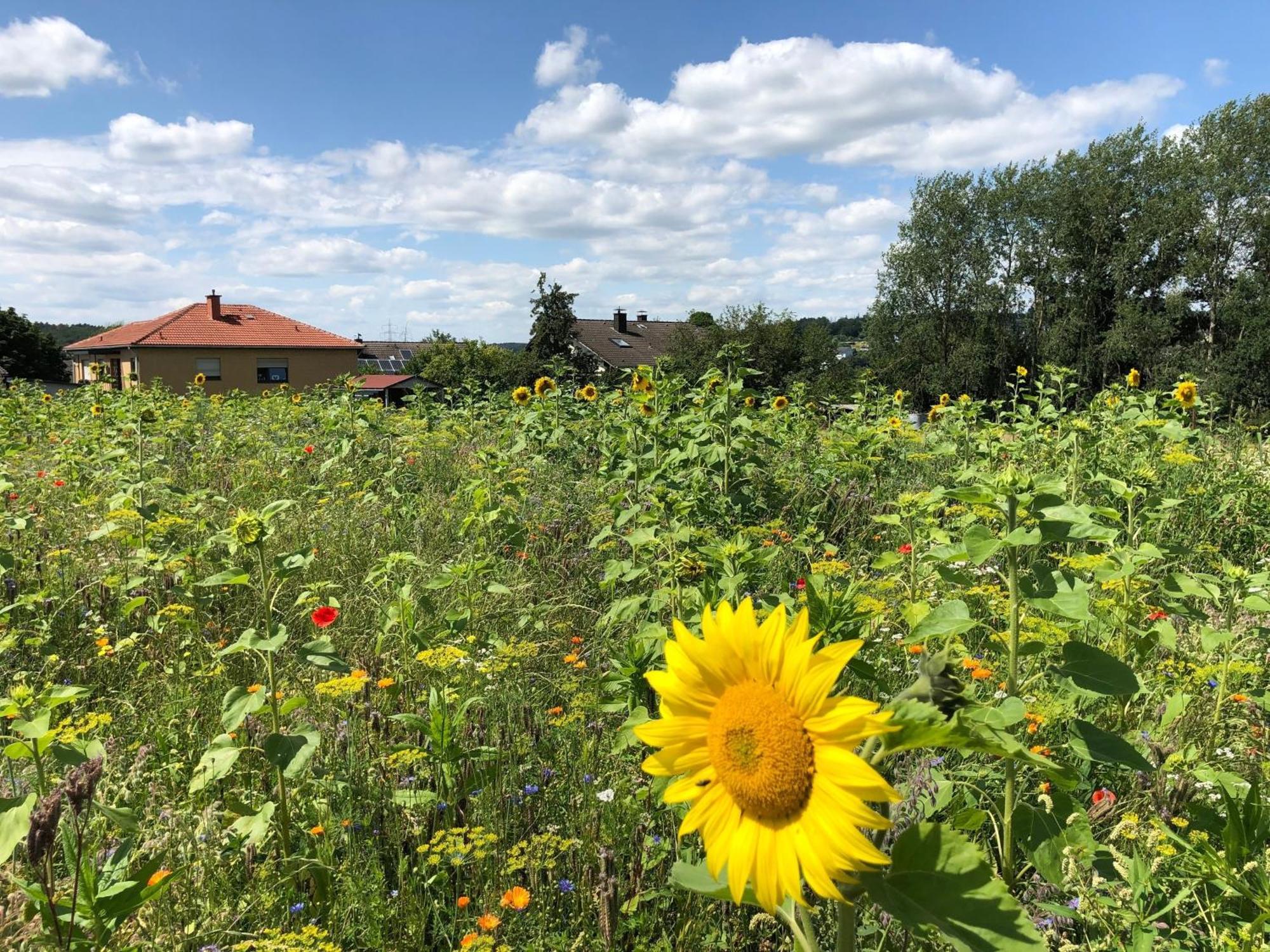 Ferienwohnung Carpe Diem Scheuerfeld Exteriér fotografie